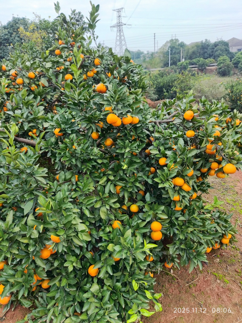 沅江蜜桔