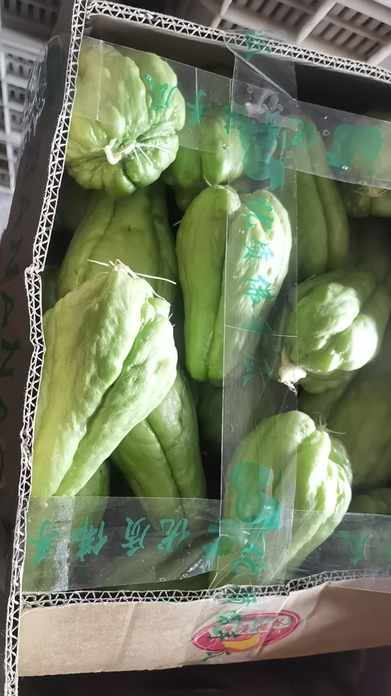 佛手瓜苗佛手瓜芽佛手芽量大从优质量保证欢迎咨询