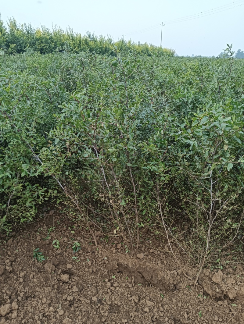 酸枣苗药用酸枣苗优质酸枣苗基地