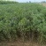 酸枣苗药用酸枣苗优质酸枣苗基地