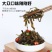 海带丝开袋即食香辣下饭菜凉拌大小包装零食整箱600克装