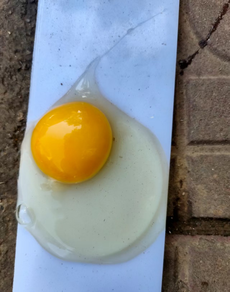批发粉壳和绿壳土鸡蛋