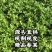 源头直供，现割现发30到50厘米小叶香菜。