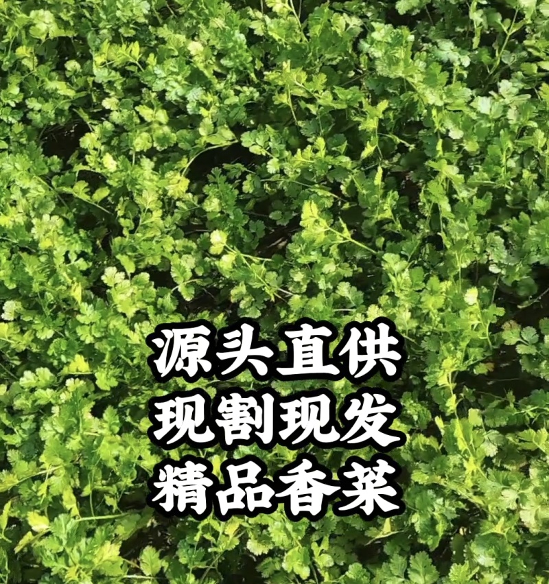 源头直供，现割现发30到50厘米小叶香菜。