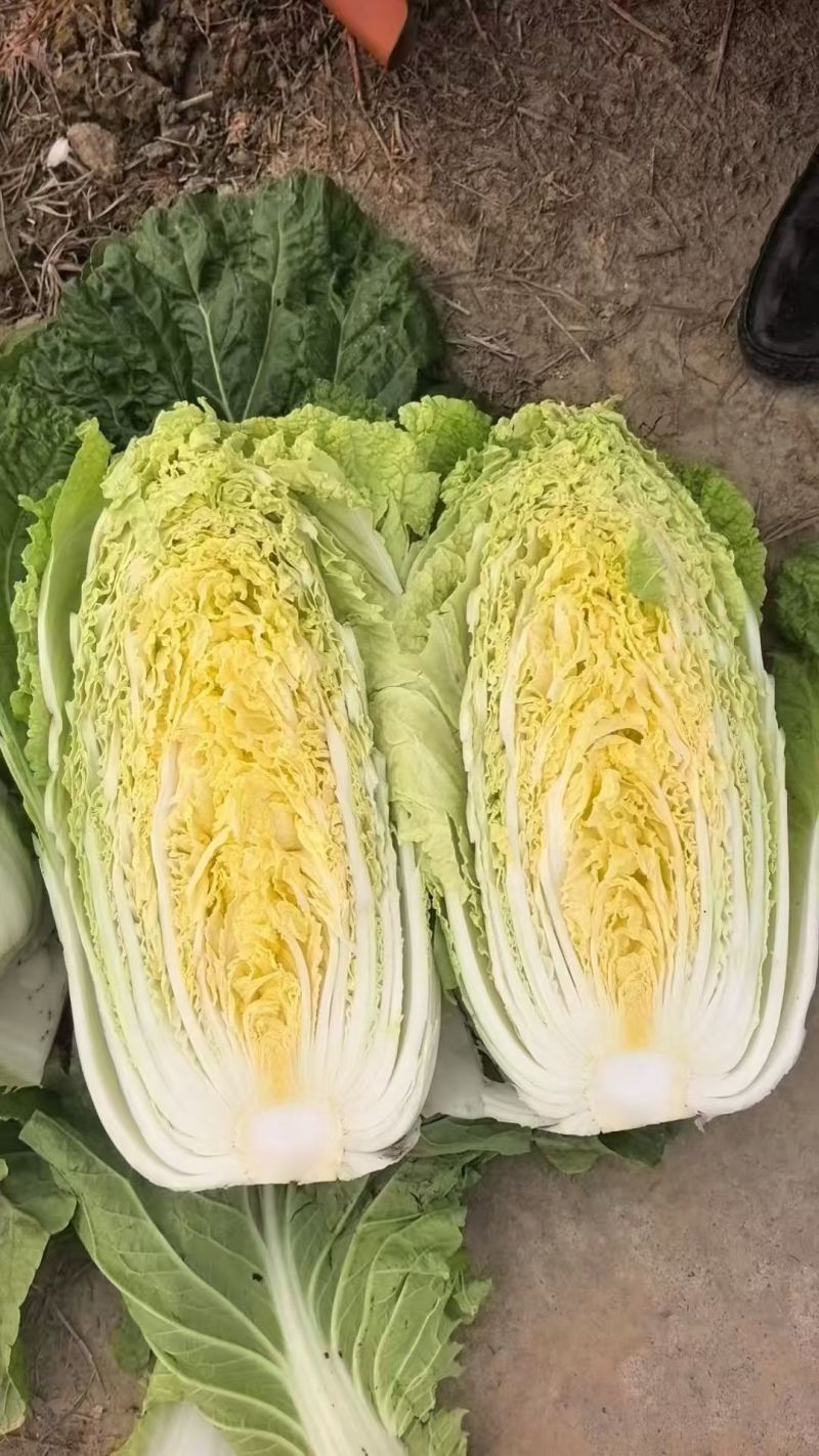黄心大白菜