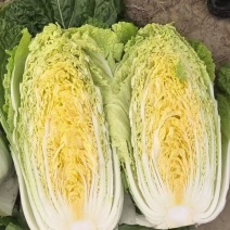 黄心大白菜
