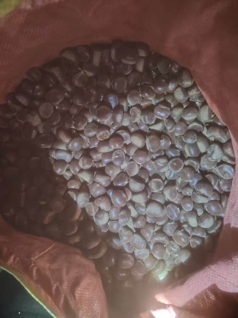 精品青龙板栗产地直发品质保证规格齐全一手货源欢迎联系