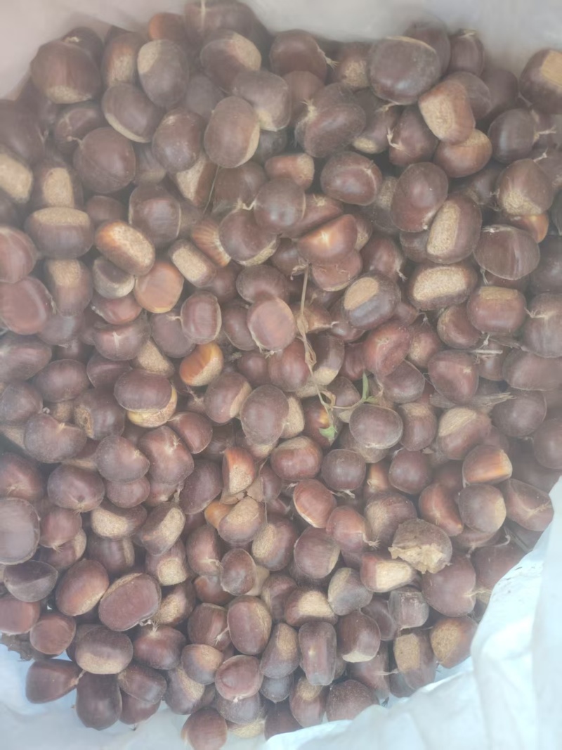 精品青龙板栗产地直发品质保证规格齐全一手货源欢迎联系
