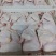 白条鸡肉食鸡西装鸡鸡肉对接各大批发市场商超食品加工企业