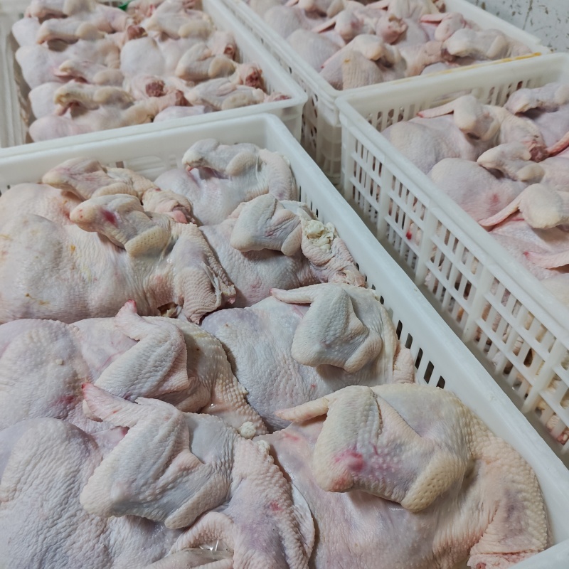白条鸡肉食鸡西装鸡鸡肉对接各大批发市场商超食品加工企业