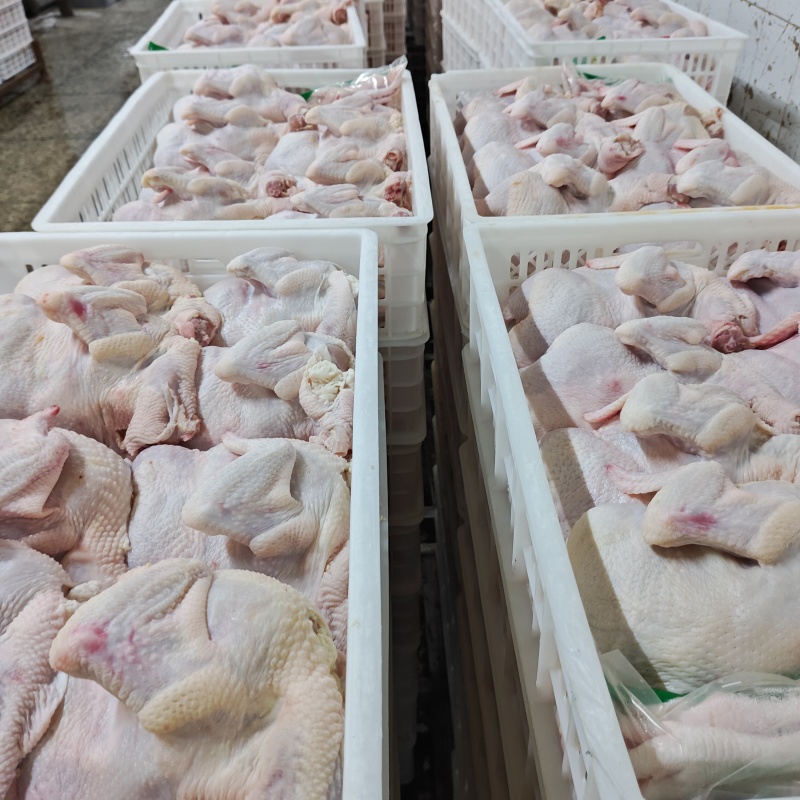 白条鸡肉食鸡西装鸡鸡肉对接各大批发市场商超食品加工企业