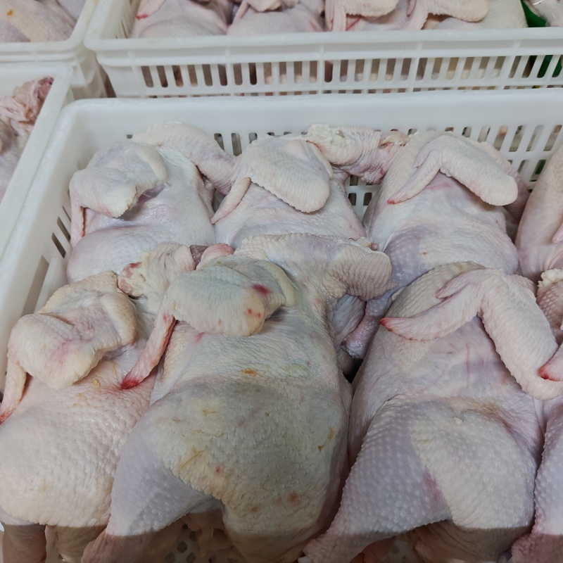 白条鸡肉食鸡西装鸡鸡肉对接各大批发市场商超食品加工企业
