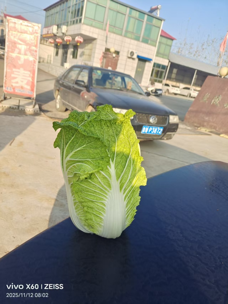 黄心大白菜已上市，预定中