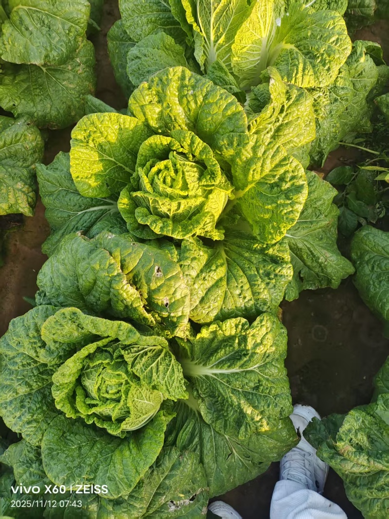 黄心大白菜已上市，预定中