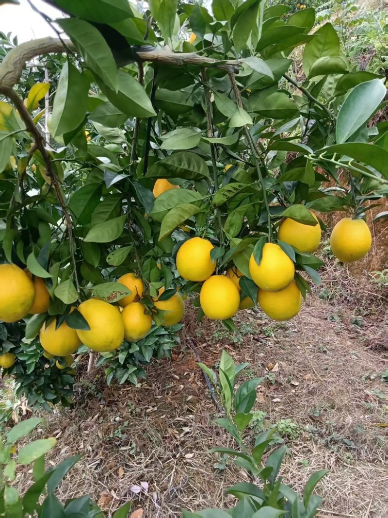 自家赣南脐橙