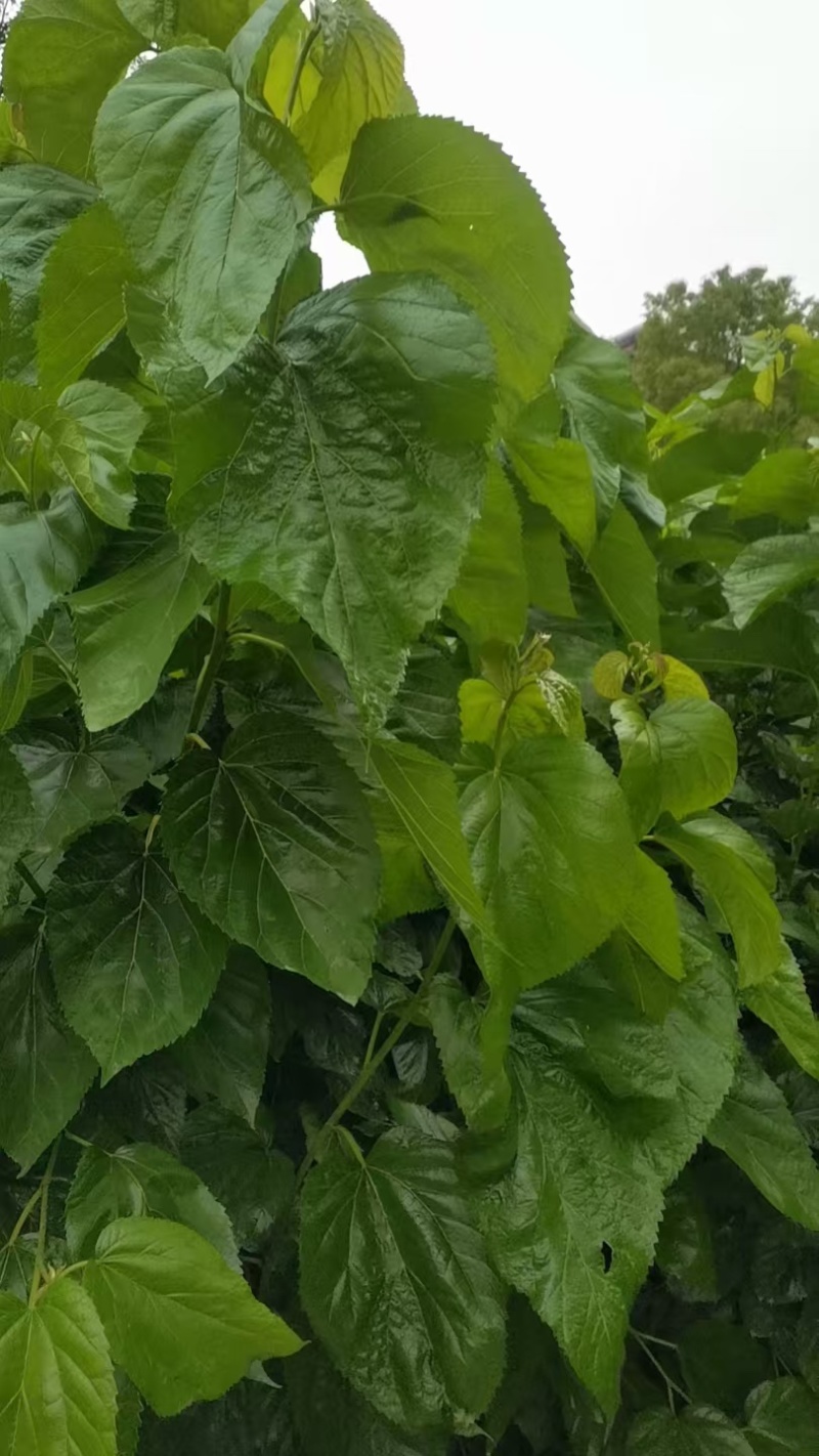 优质杂交大叶6号桑树苗产地直发质量保证全国发货