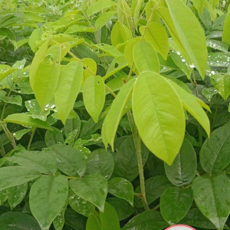 花榈木、花榈木树、花榈木苗、花榈木杯苗