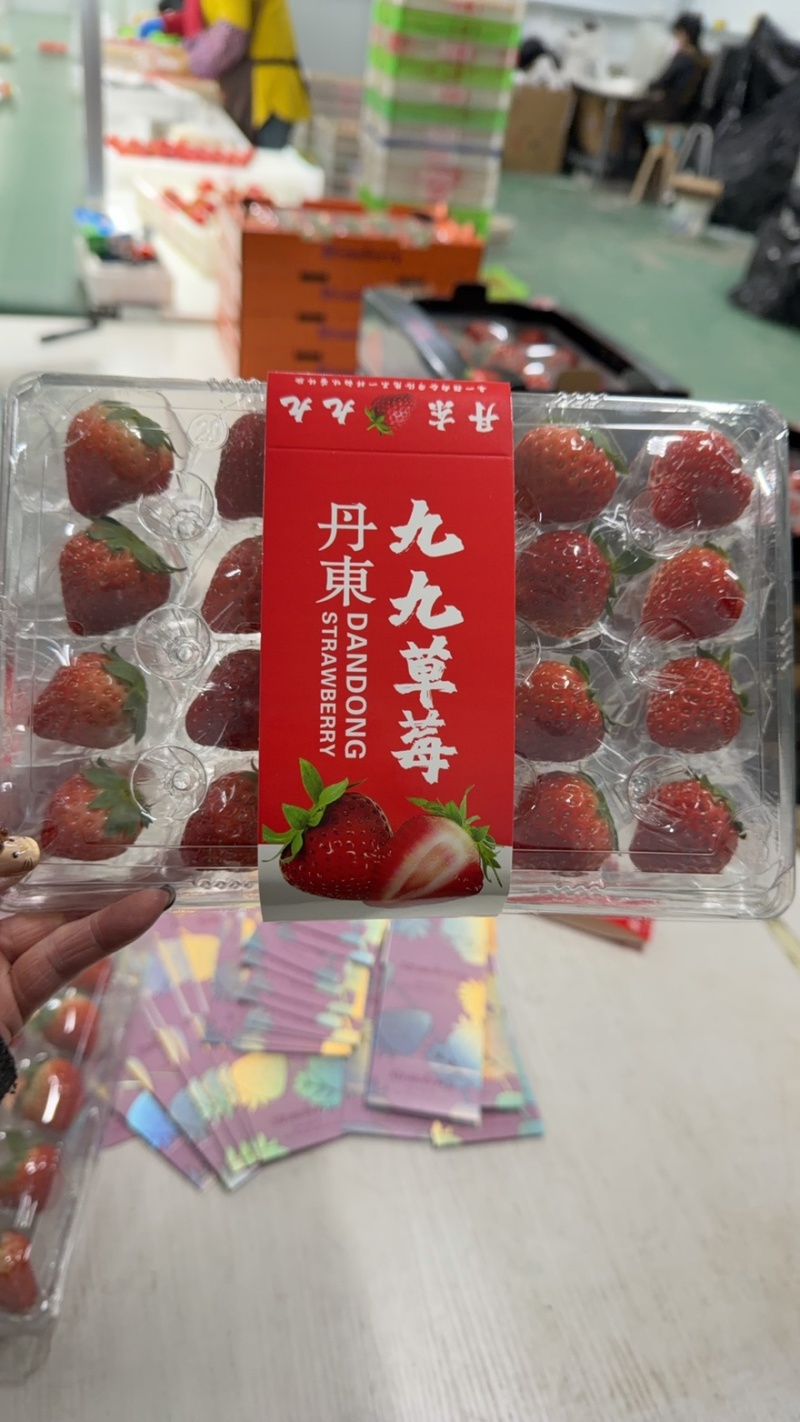 丹东九九草莓透明胶盒，价格美丽欢迎采购对接全国量大从优