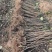 吉林白山达维榛子苗量大从优对接全国市场成活率高