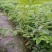 花榈木、花榈木树、花榈木苗、花榈木杯苗