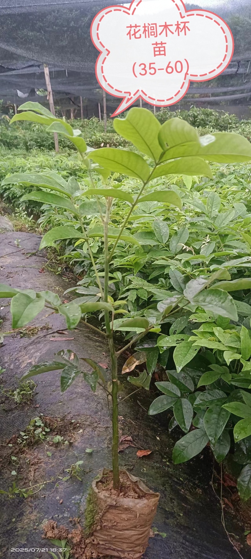 花榈木、花榈木树、花榈木苗、花榈木杯苗
