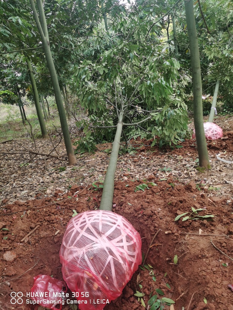 花榈木、花榈木树、花榈木苗、花榈木杯苗