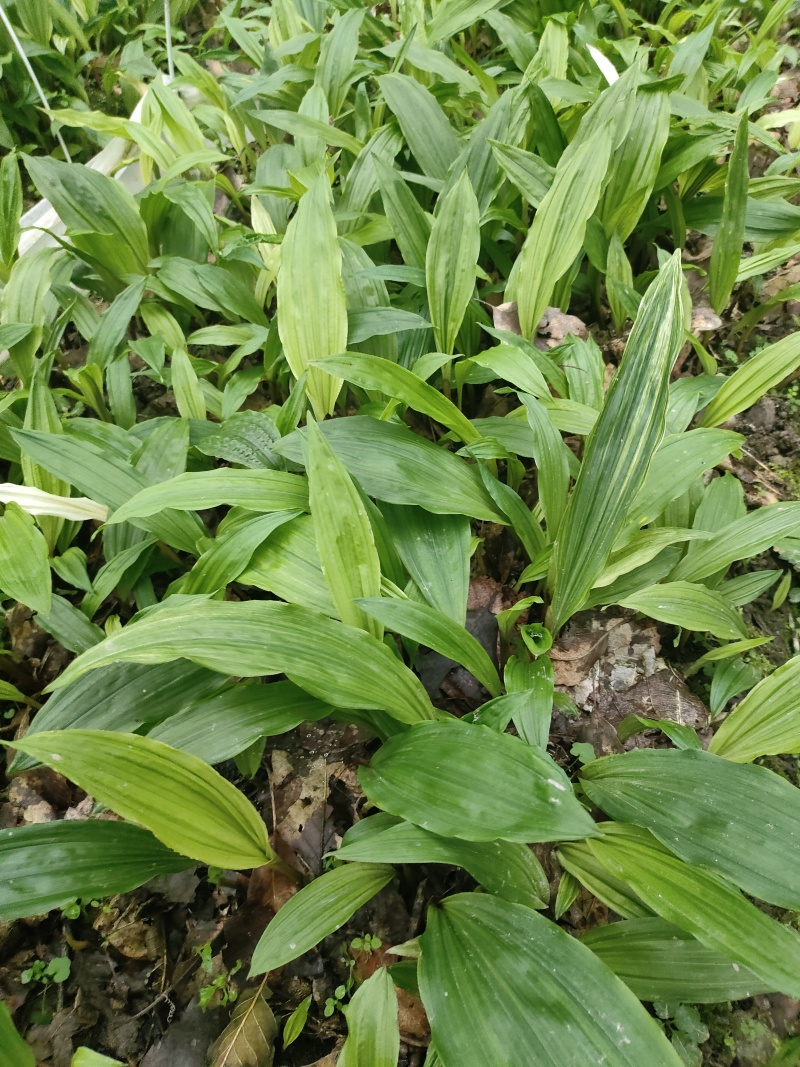 毛慈菇苗，紫花宽叶，产地自供免费提供种植技术指导