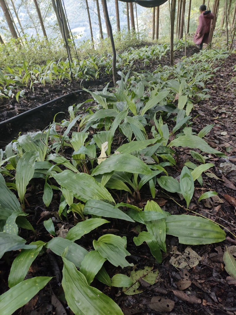 毛慈菇苗，紫花宽叶，产地自供免费提供种植技术指导