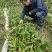 毛慈菇苗，紫花宽叶，产地自供免费提供种植技术指导