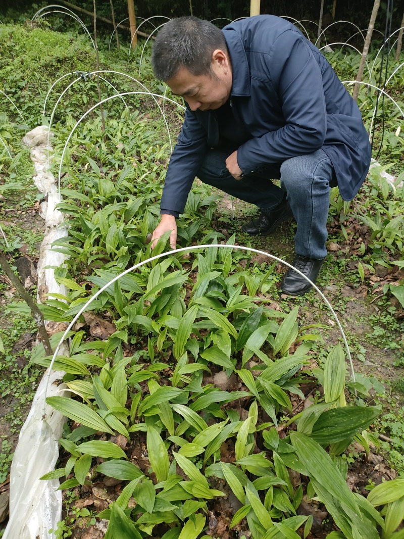 毛慈菇苗，紫花宽叶，产地自供免费提供种植技术指导