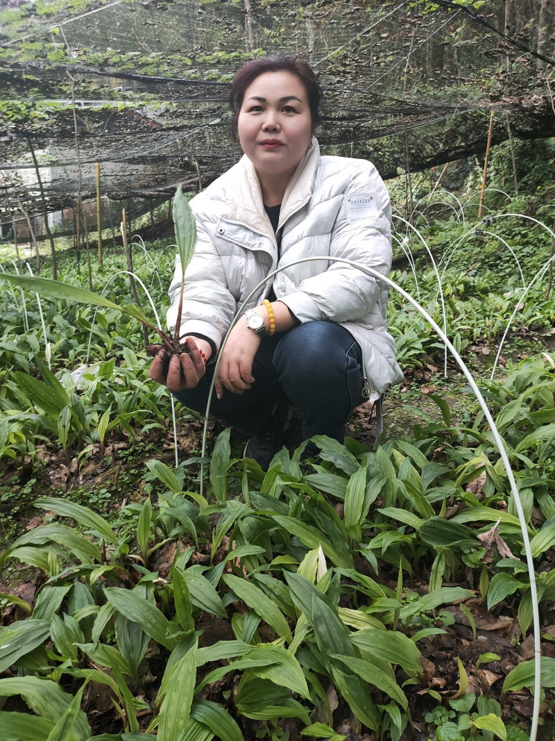 毛慈菇苗，紫花宽叶，产地自供免费提供种植技术指导