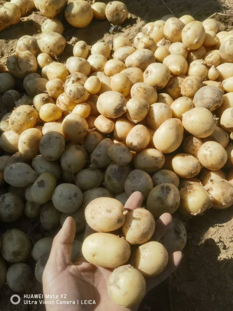 榆林内蒙土豆大量供应。规格齐全质量保证