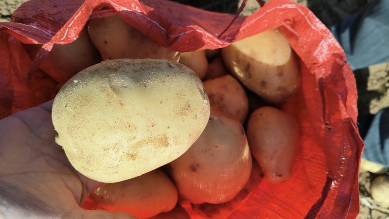榆林内蒙土豆大量供应。规格齐全质量保证