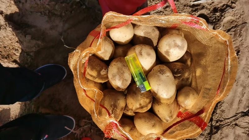 榆林内蒙土豆大量供应。规格齐全质量保证