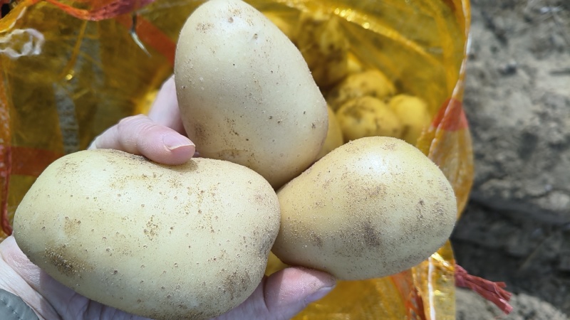 榆林内蒙土豆大量供应。规格齐全质量保证