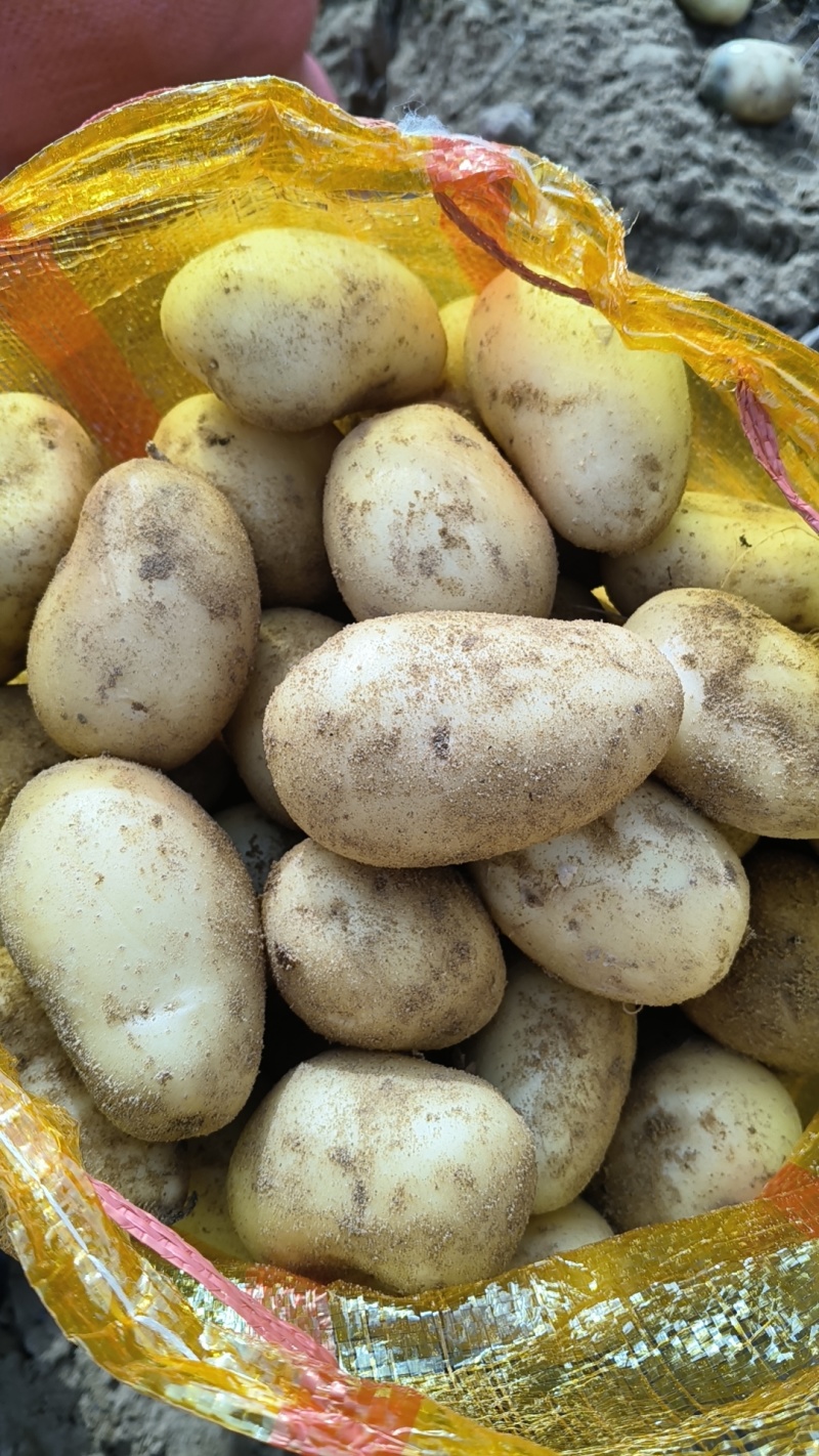 榆林内蒙土豆大量供应。规格齐全质量保证