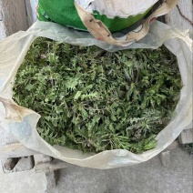 秦岭野生荠荠菜