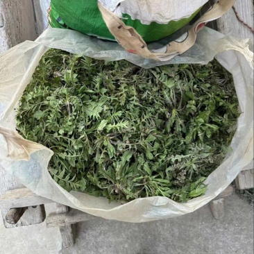 秦岭野生荠荠菜