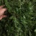 秦岭野生荠荠菜