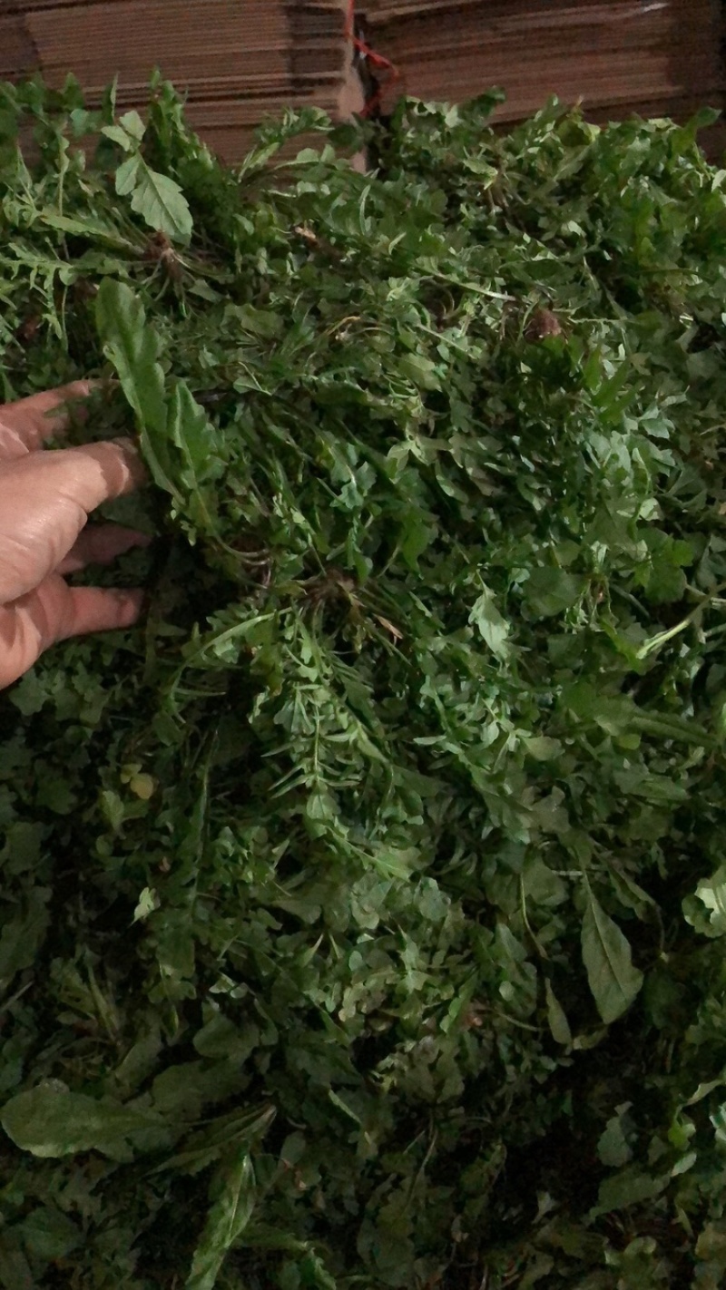 秦岭野生荠荠菜