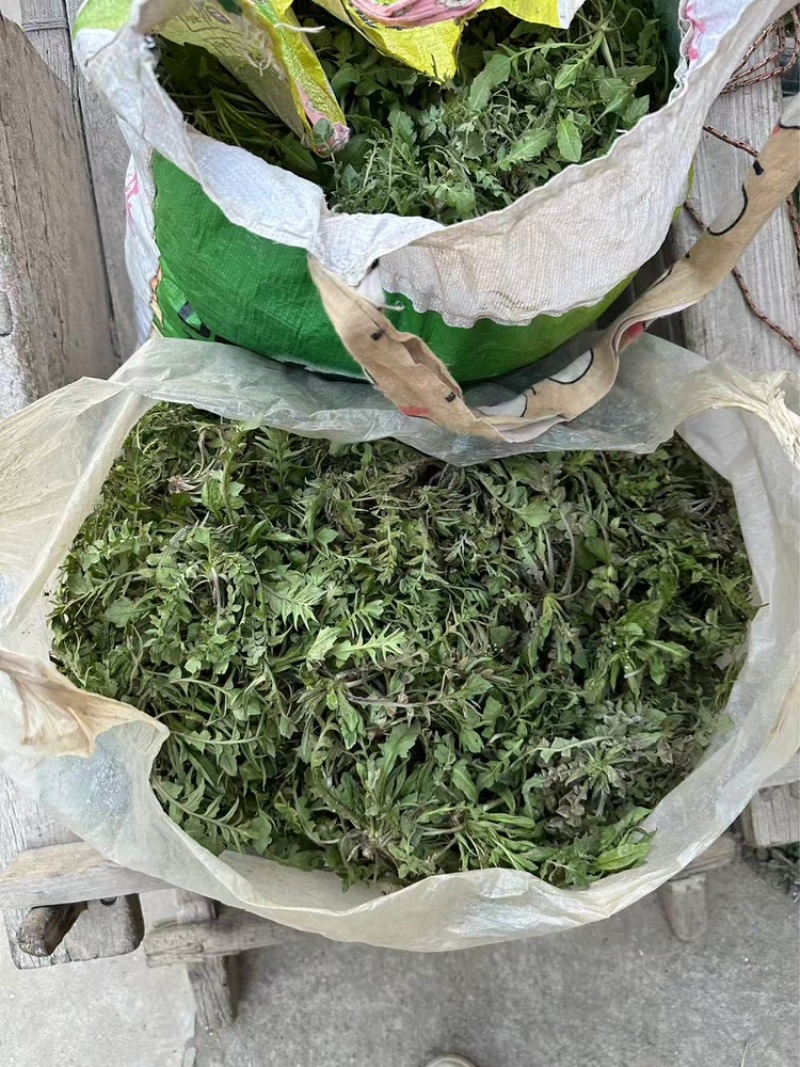 秦岭野生荠荠菜