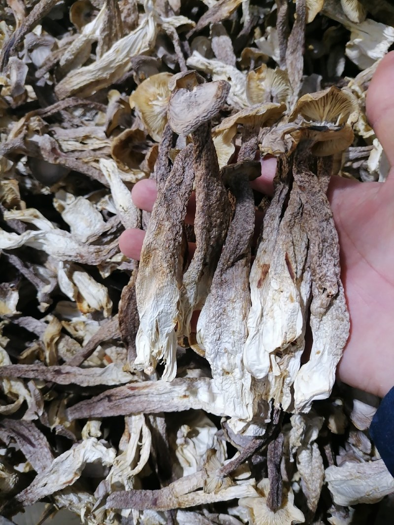 鹿茸菇，粗条鹿茸菇，大条鹿茸菇，新货鹿茸菇