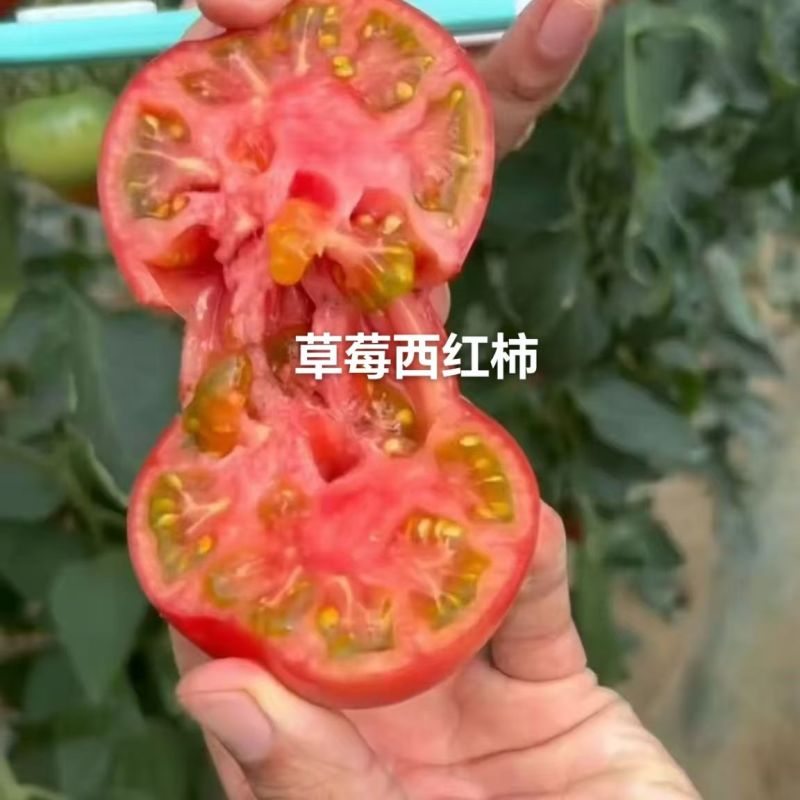草莓西红柿苗浓绿肩糖度高，口感脆甜抗病强高产常年有苗