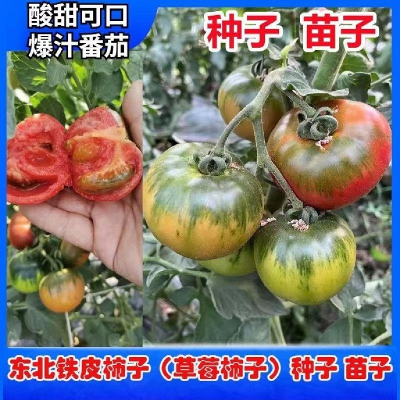 草莓西红柿苗浓绿肩糖度高，口感脆甜抗病强高产常年有苗