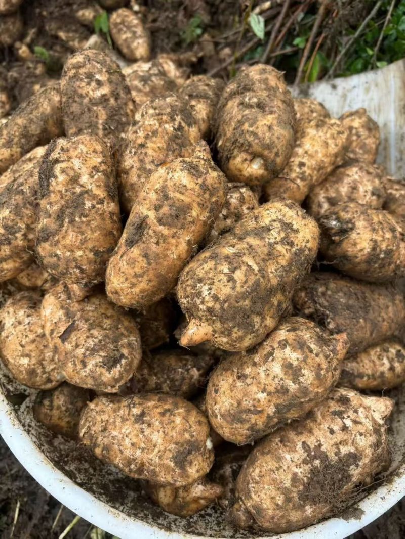 药食同源的土特产品天麻