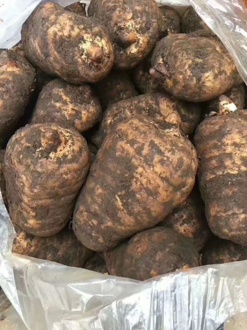 药食同源的土特产品天麻