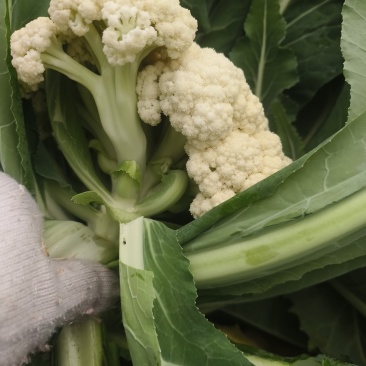 11月12日，优质菜花，随行就市