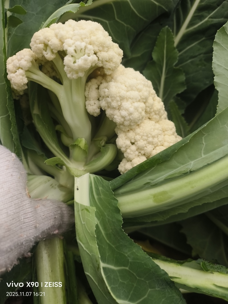 11月12日，优质菜花，随行就市