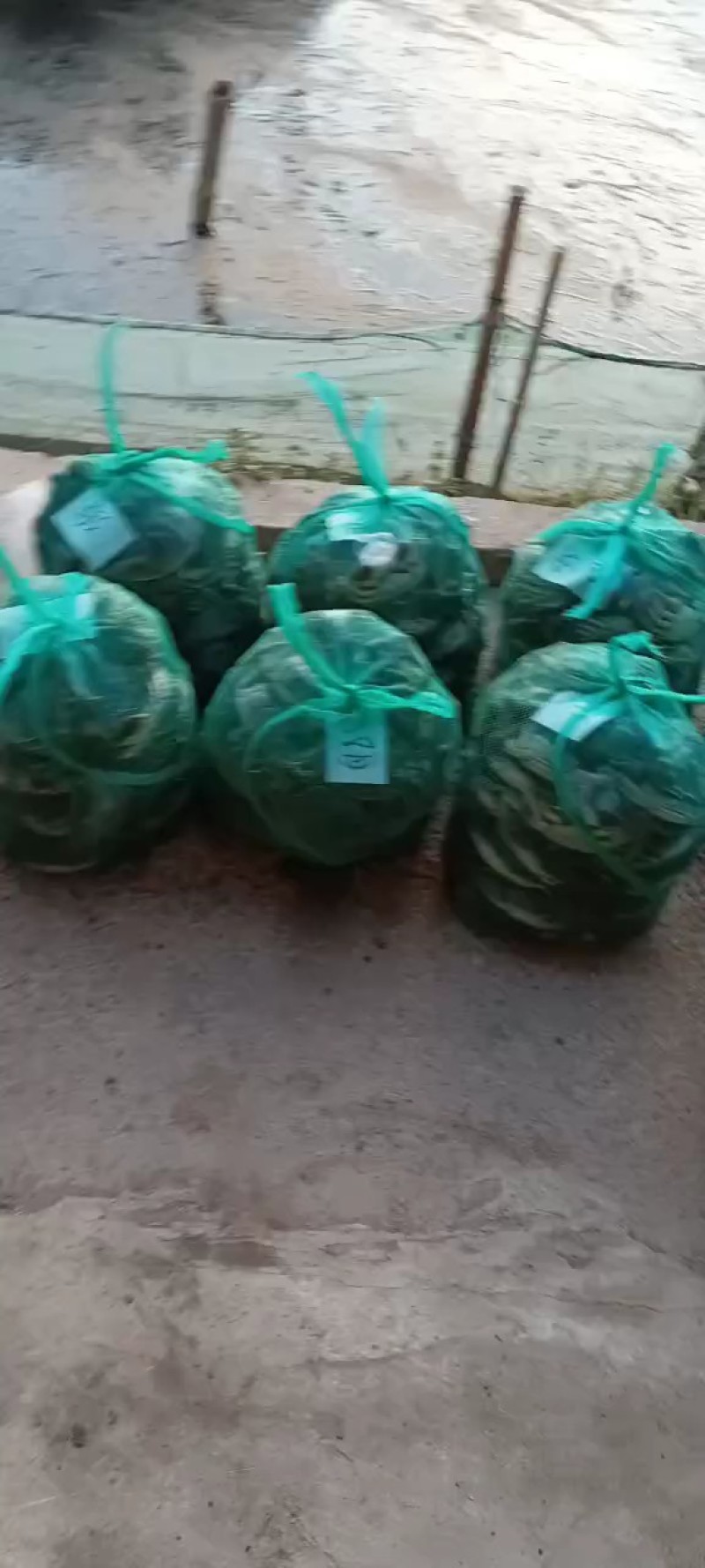 邮权大闸蟹！高邮生态养殖！