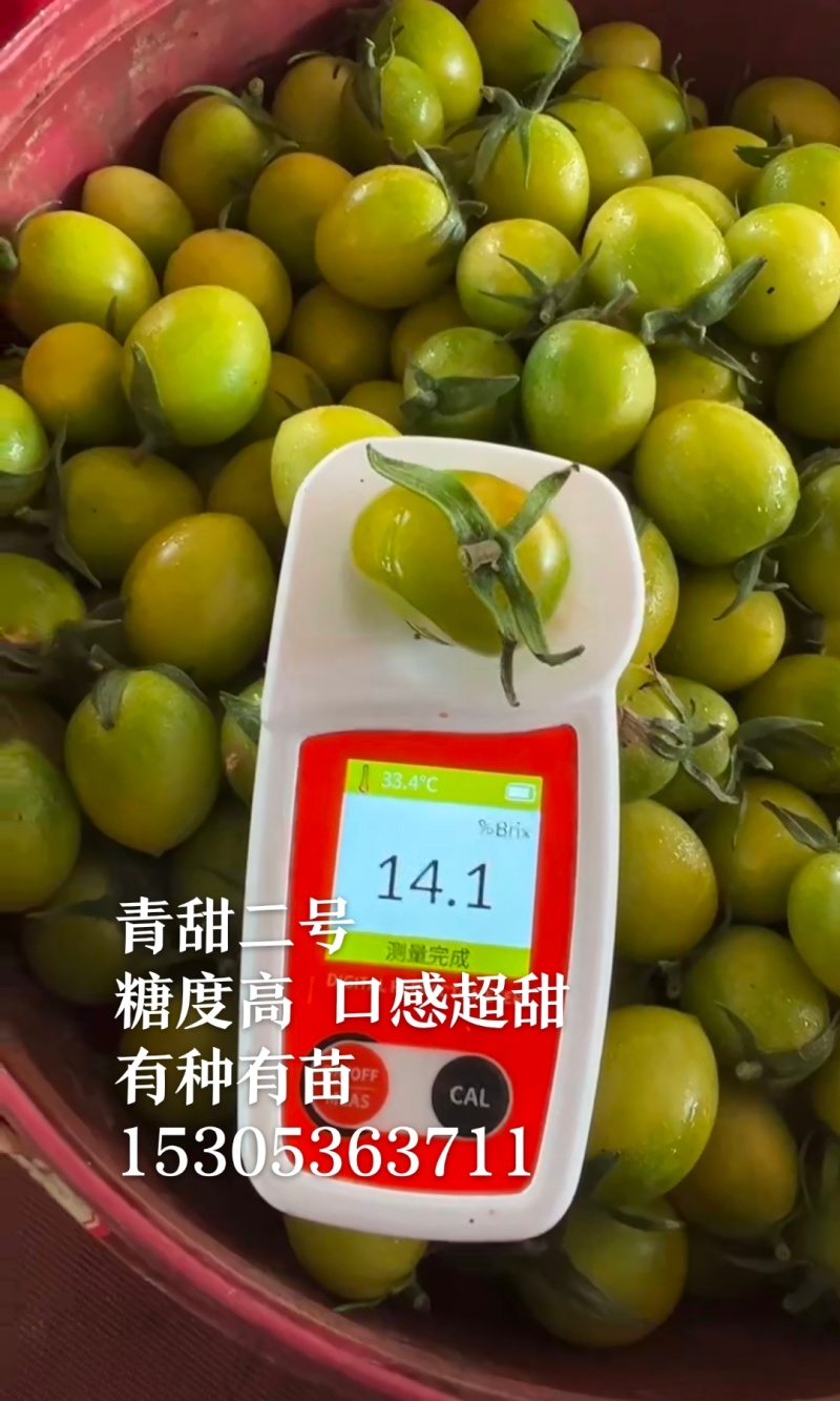 青甜2号圣女果苗高口感糖度高花絮多产量高，抗病强有现苗